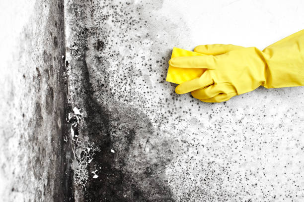 Best Air Quality Testing for Mold Spores  in Huber Heights, OH